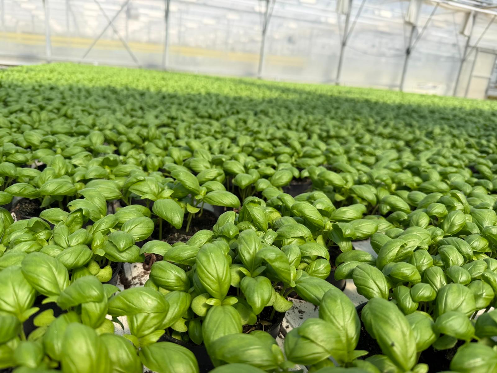 Controlled-environment growing system combining crops, irrigation and technical infrastructure for local food production.