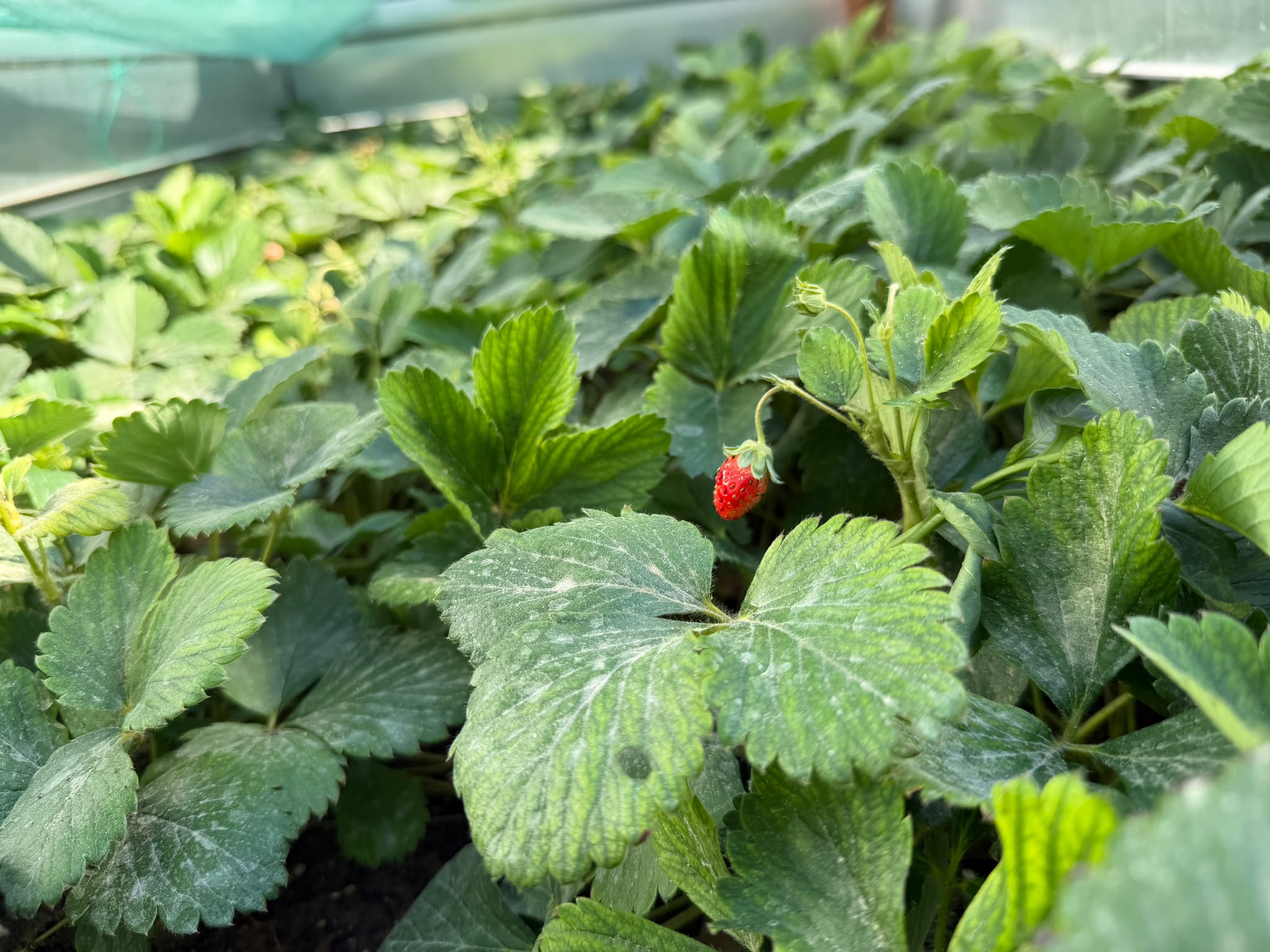 ZQ Organic Completes Critical Technology Stack for ZQ Node Greenhouses